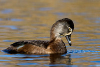 Ring-necked Duck (F)