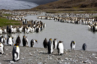 King Penguin rookery