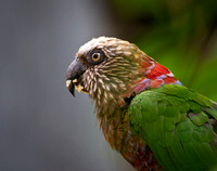 Northern Hawk-Headed Parrot