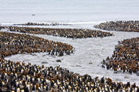 A lot of penguins