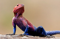 Ngama lizard, Kenya