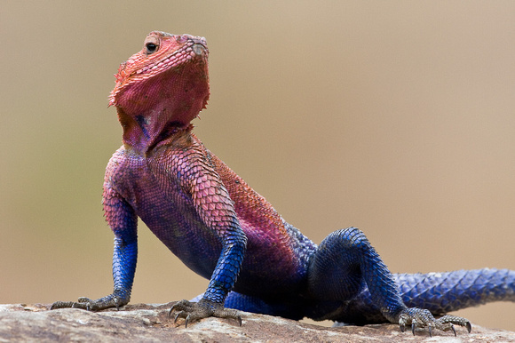 Ngama lizard, Kenya