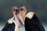 Marabou storks in love