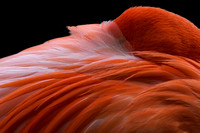 Flamingo, nap time, zoo
