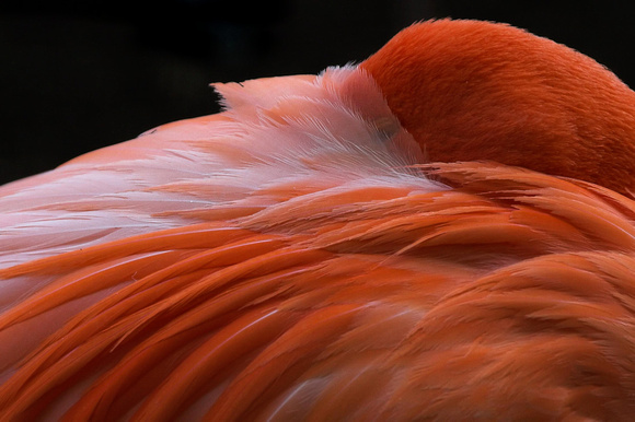 Flamingo, nap time, zoo