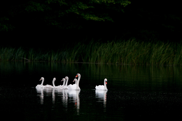 Morning swans, Luddington, MI
