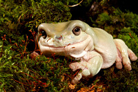 White&#39;s Tree Frog
