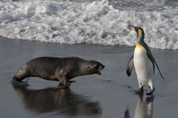 Fur seal turf