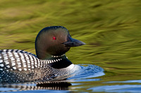 Loon portrait