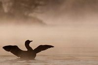 Early morning mist