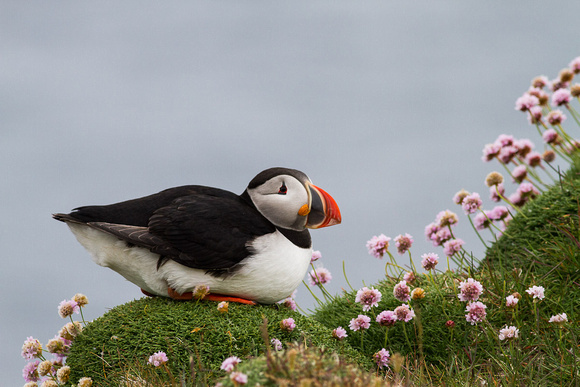 Atlantic Puffin