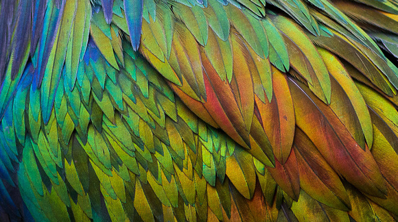 Nicobar Pigeon (detail)