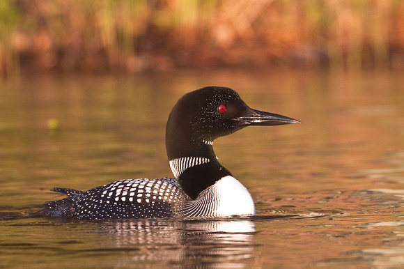 Loon in morning light