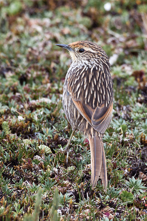 Many-striped Canastero