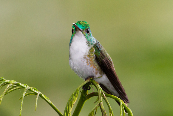 Andean Emerald