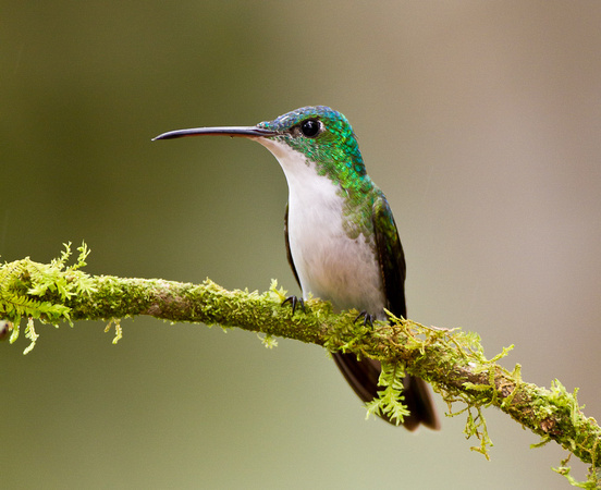 Andean Emerald