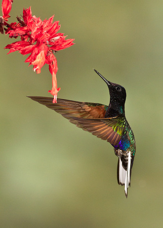 Velvet-purple Coronet