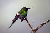 Green Thorntail (male)
