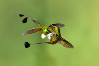 Booted Racket-tails in a tiff