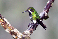 Green Thorntail (female)
