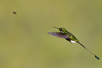Booted Racket-Tail