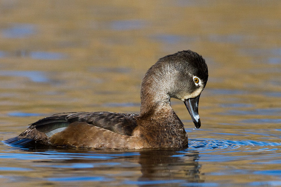 Ring-necked Duck (F)