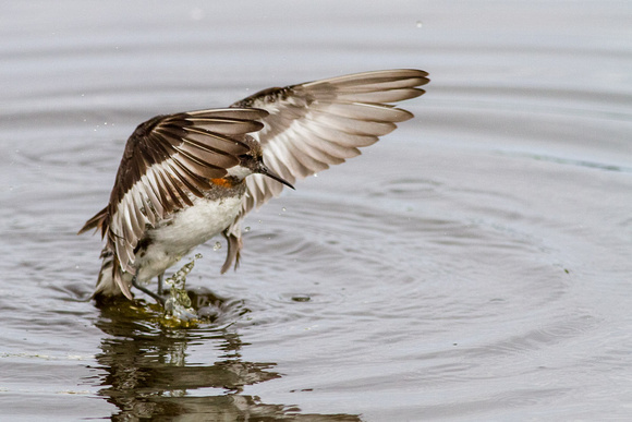 Red-necked Phalarope