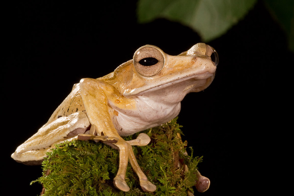 Borneo Eared Frog