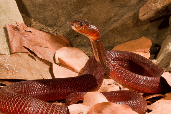 Red Spitting Cobra