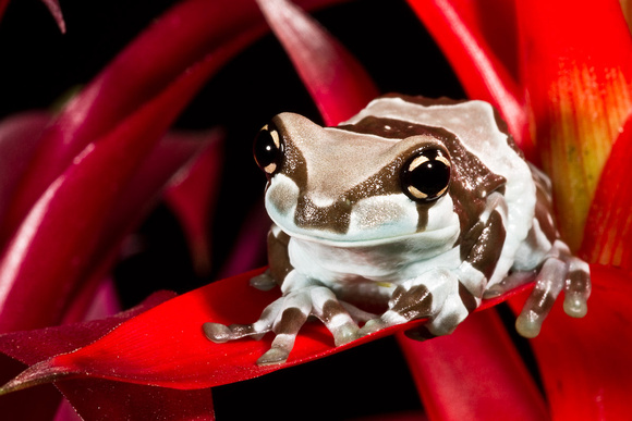 Amazon Milk Frog