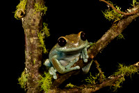 Maroon Eye Tree Frog