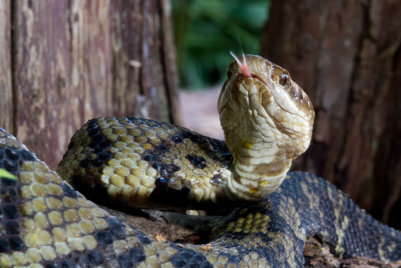 Cottonmouth