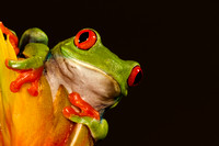 Red Eye Treefrog