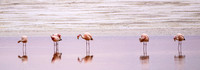 Flamingo line-up