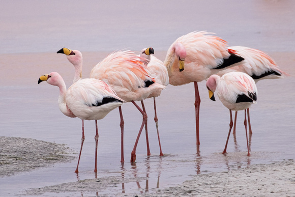 Flamingo close-up