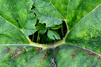 Another giant rhubarb
