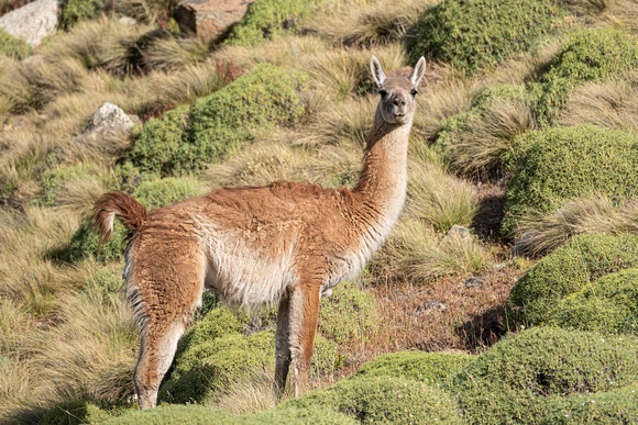 Guanaco portrait