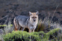 Andean "Fox"