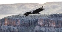 Condor: flight training