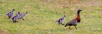Upland geese, training walk