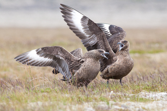 Great Skua