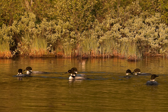 Early morning gathering