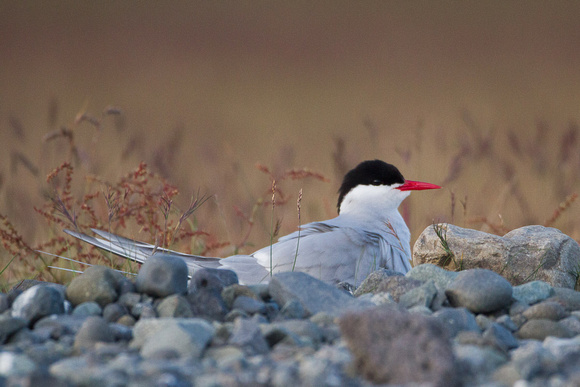 Arctic Tern, on nest
