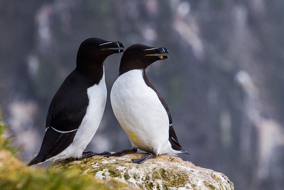 Razorbill pair