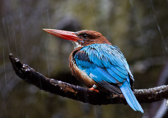 White-breasted Kingfisher
