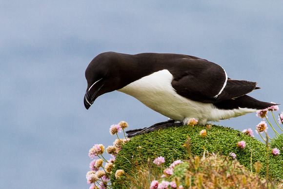 Razorbill