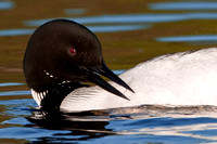 Preening