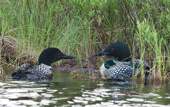 Nest site hunting