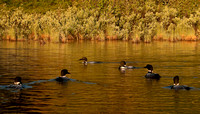 Early morning gathering