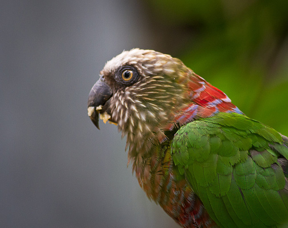 Northern Hawk-Headed Parrot